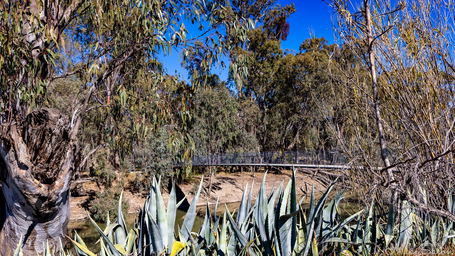 This 2013 swing bridge crosses the Murrumbidgee River and leads to the Ben Scott Memorial Bird Trail. [4925]