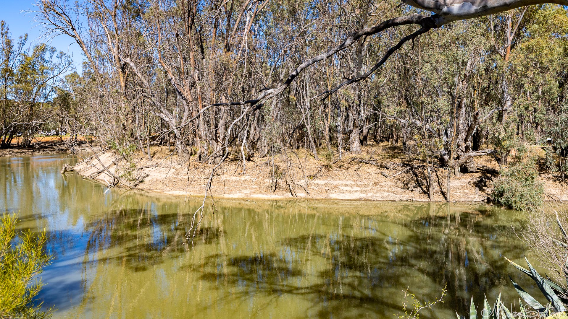 The slow-flowing Murrumbidgee River as it passes through Balranald. Tannins from decomposing organic matter and suspended silt, clay and mud result in its characteristic murky brown appearance. Land clearing and erosion, and irrigation systems, make it worse. [4926]