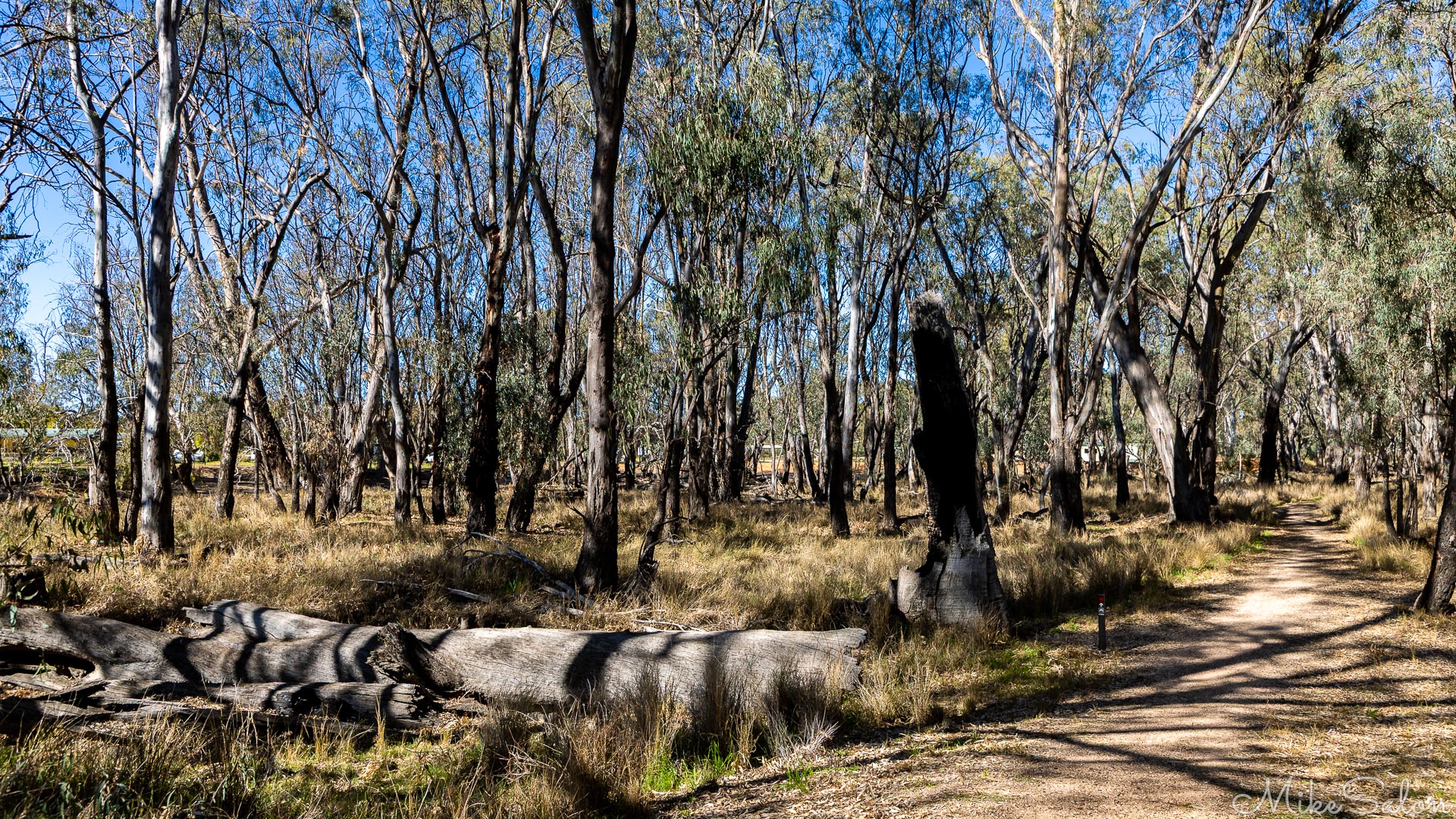 Part of the 2.4km Bidgee Nature Walk on the other side of the river to Balranald. Local website says `keep an eye out for Yellow Rosellas, kookaburras and the occasional echidna, not forgetting kangaroos and emus` but we saw none of those. [4931]