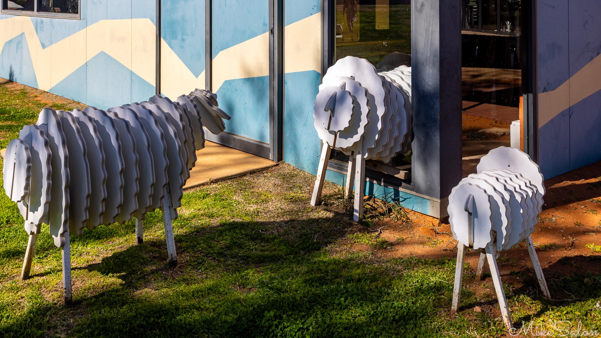 Sheep going through the gate at the `shearing shed` at Balranand Experience Centre. [4948]