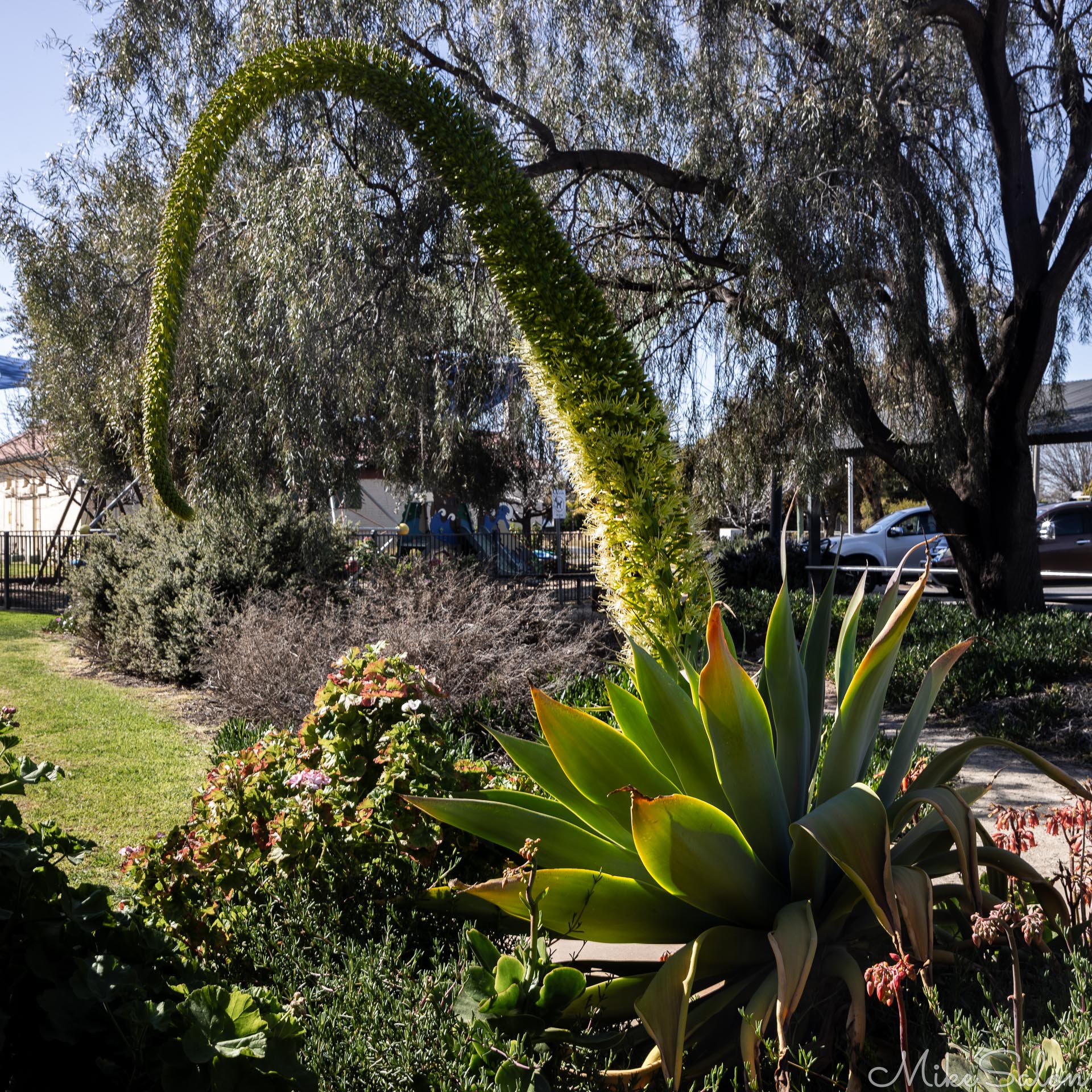 A member of the yucca family, this seems to be an agave attenuata, also called foxtail, lion`s tail or swan`s neck. Whatever it is, it looked great inBalranald. [4953]