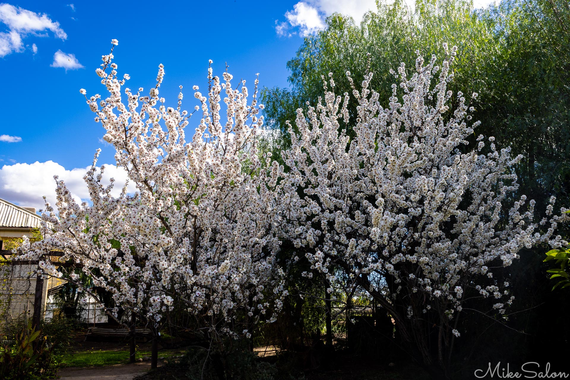 We`re not sure, but we think these are cherry blossoms, but it`s still mid-winter? [4973]