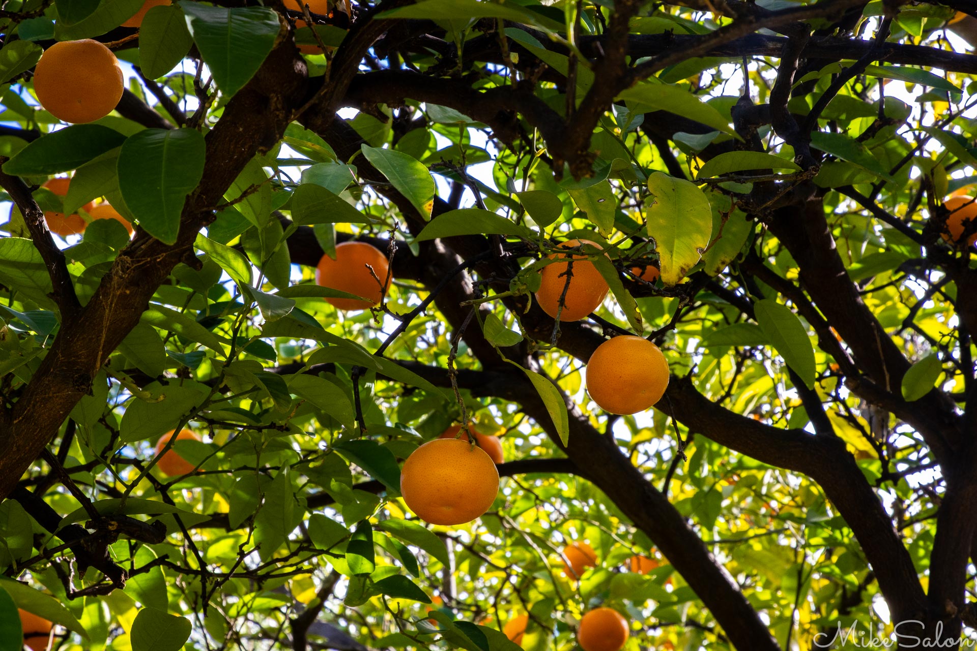 The citrus trees are growing at the Yanga Homestead. [4976]