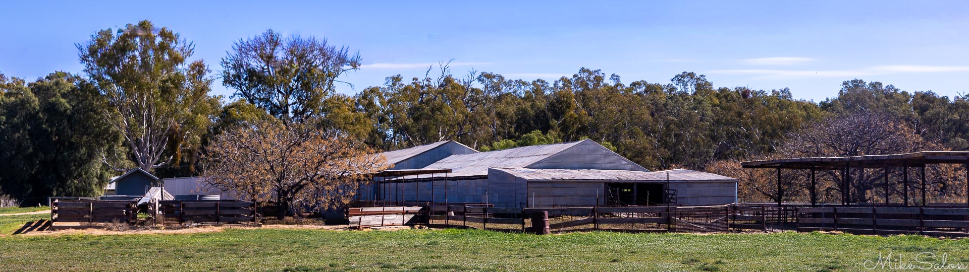 Showing the Yanga Woolshed with the trees on the banks of the Murrumbidgee River behind it. [4959]