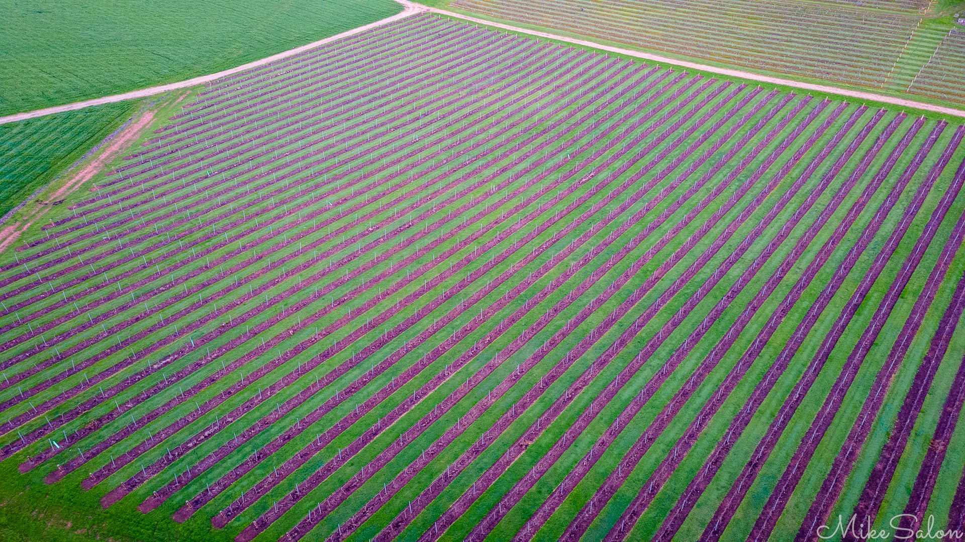Seen from the air, this field of grape vines shows geometric perfection. [0008]