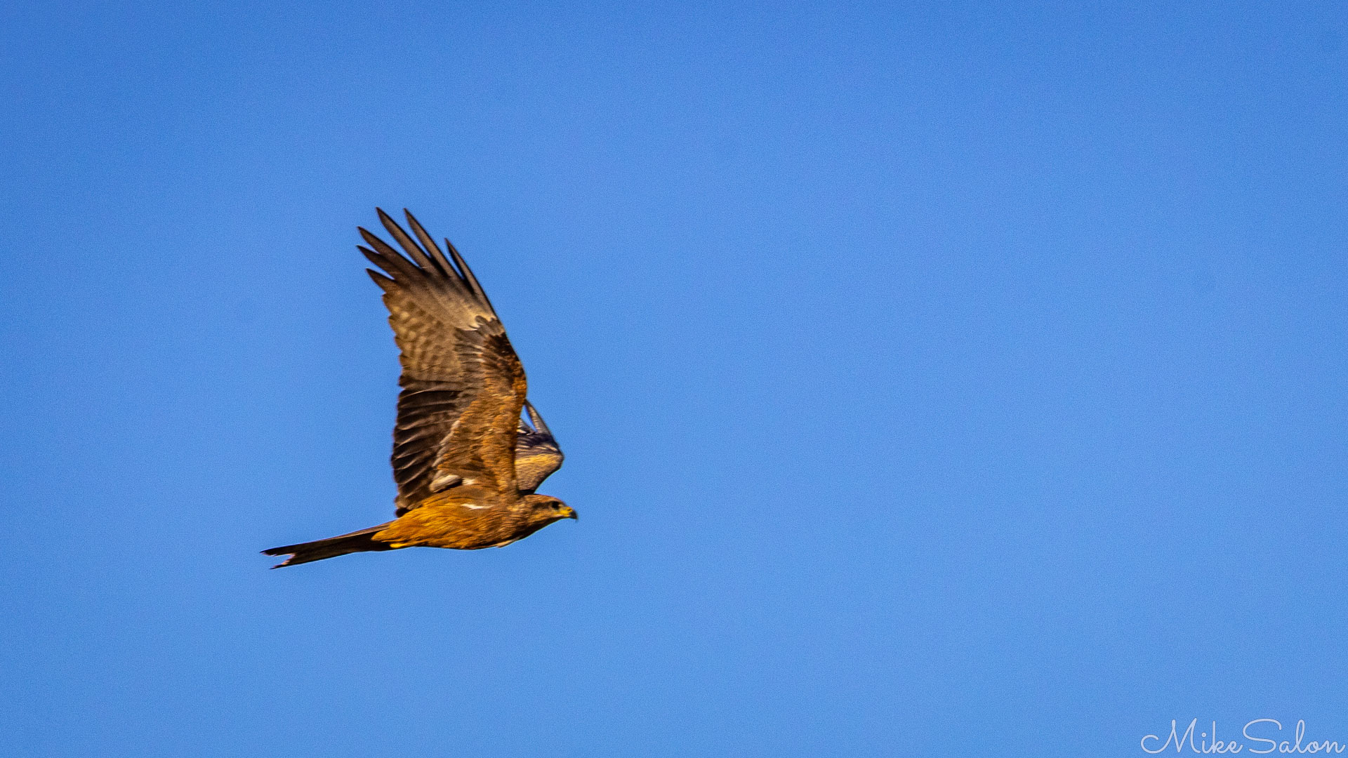 Whistling Kite flying against clear blue sky showing brown underwing plumage and fanned tail. [9585]