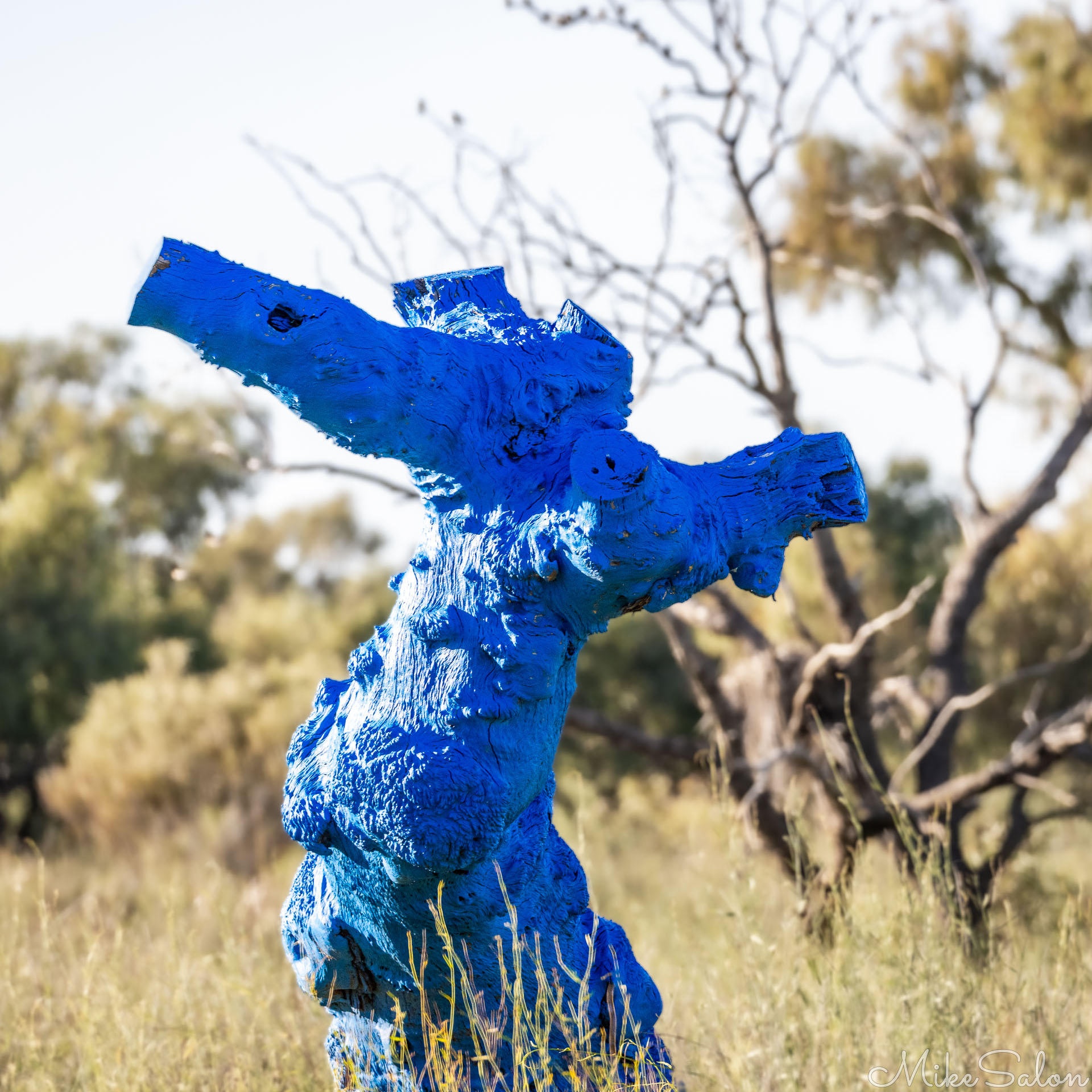 Blue painted tree in Birdsville, part of the Blue Tree Project. [9602]