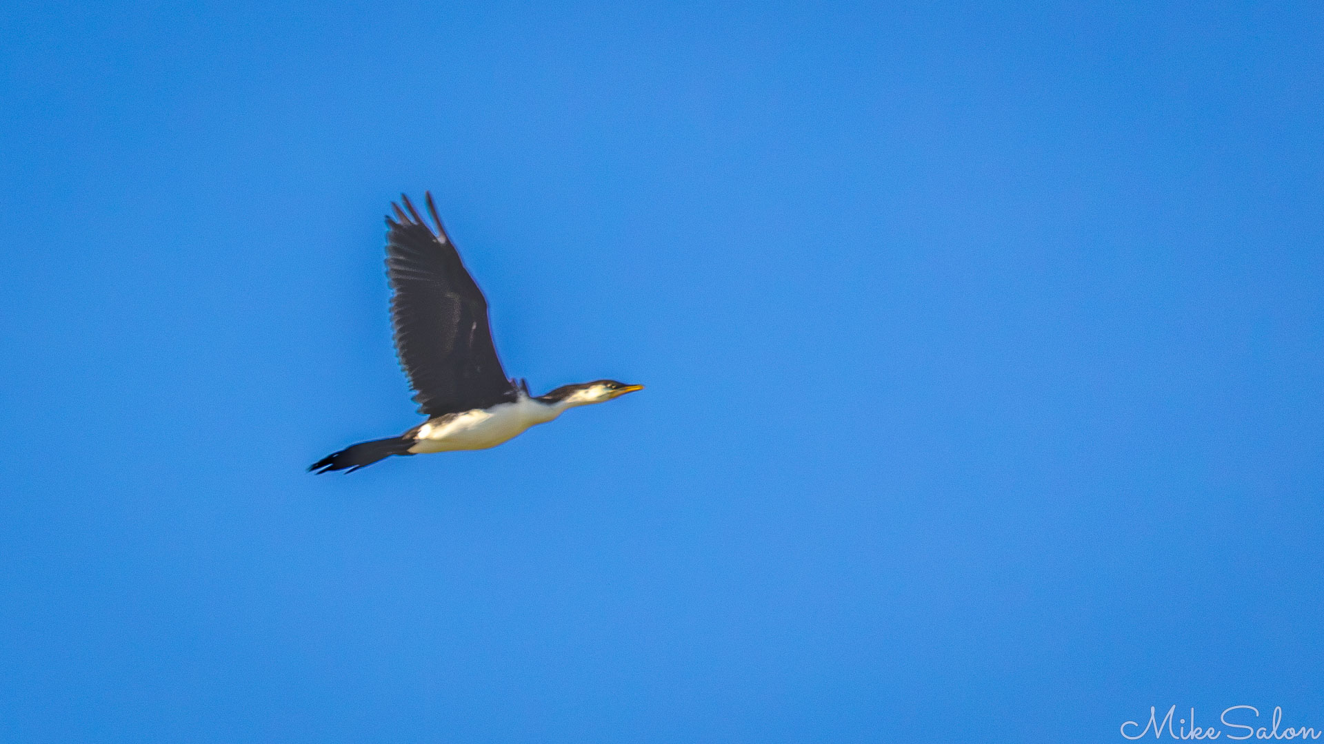 Little Pied Cormorant flying against bright blue sky, wings raised, showing dark upper plumage and pale underside. [9815]