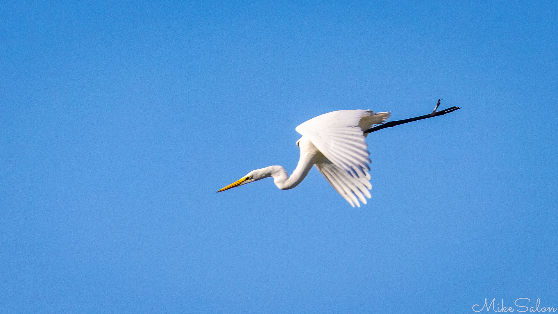 Great Egret flying against blue sky with wings curved upward and twig trailing from feet. [9918]
