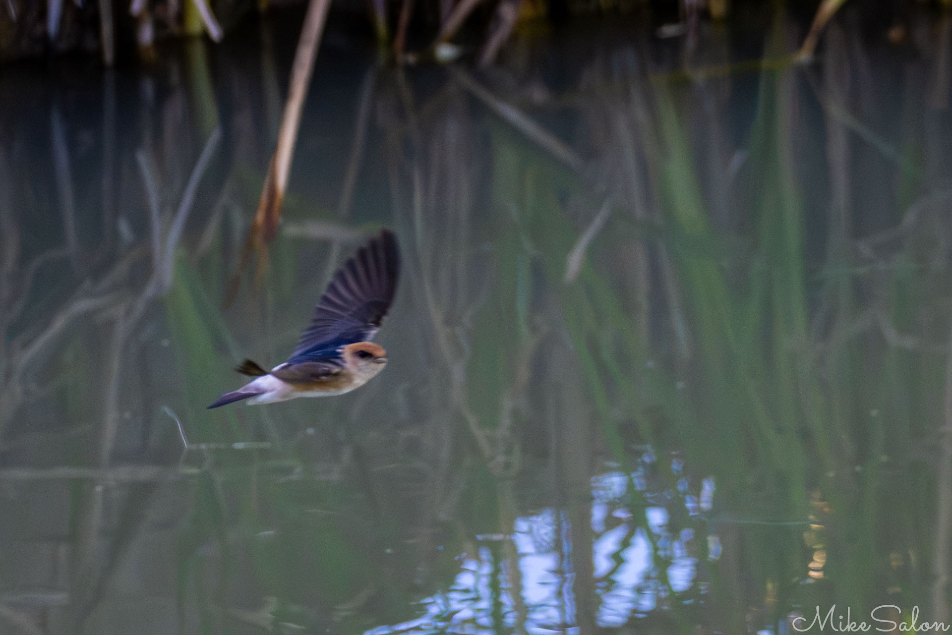 Fairy Martin flying low over water near  Diamantina River bridge at Birdsville. [0045]