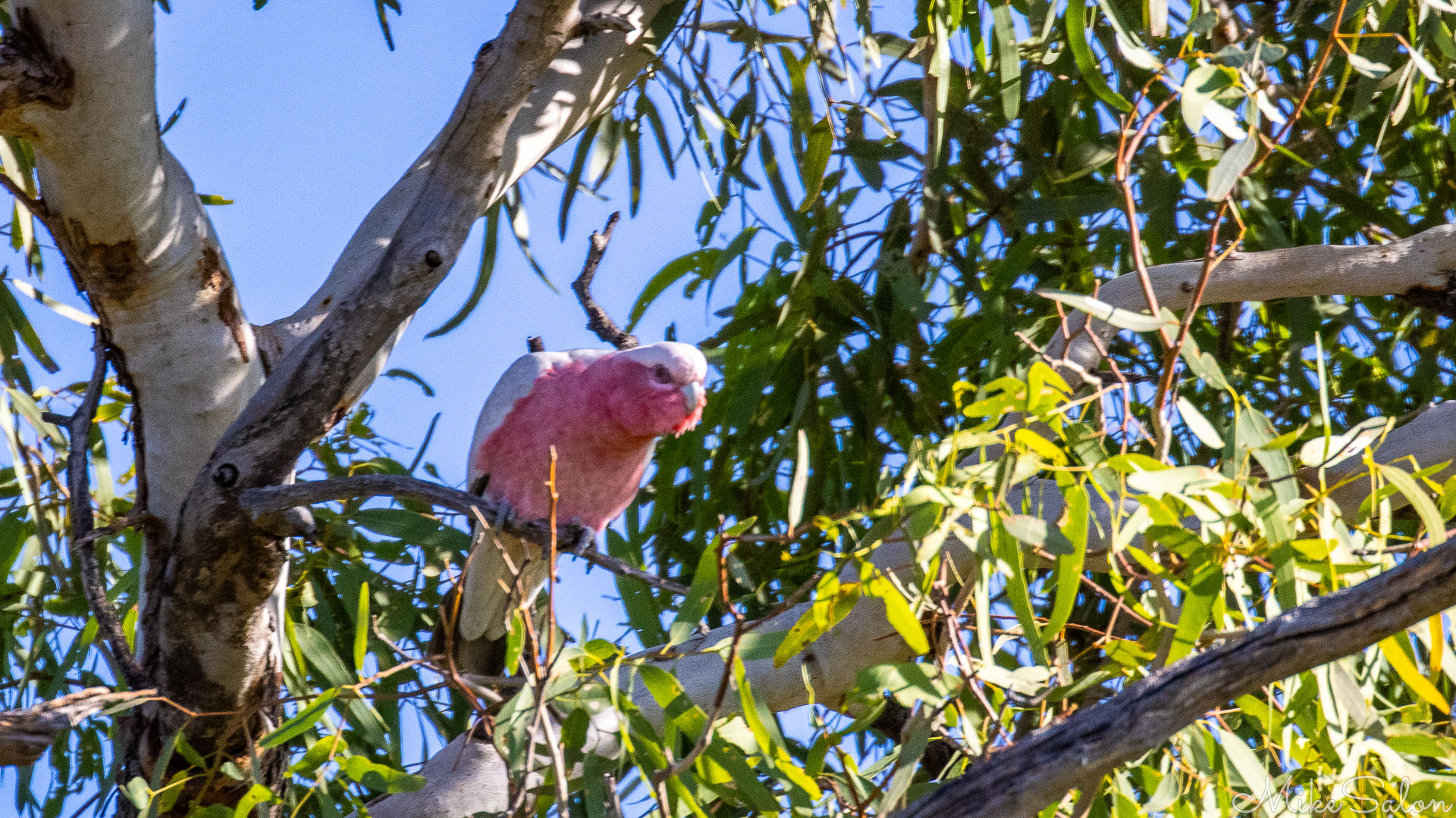 Pink and grey Galah perched on eucalyptus branch with green leaves and blue sky background. [0316]