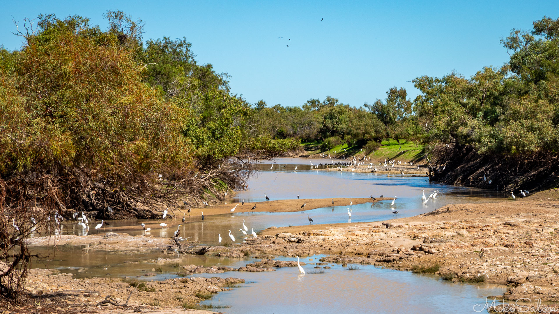 Hundreds of birds by the water at KIngs Creek Crossing. [1084]