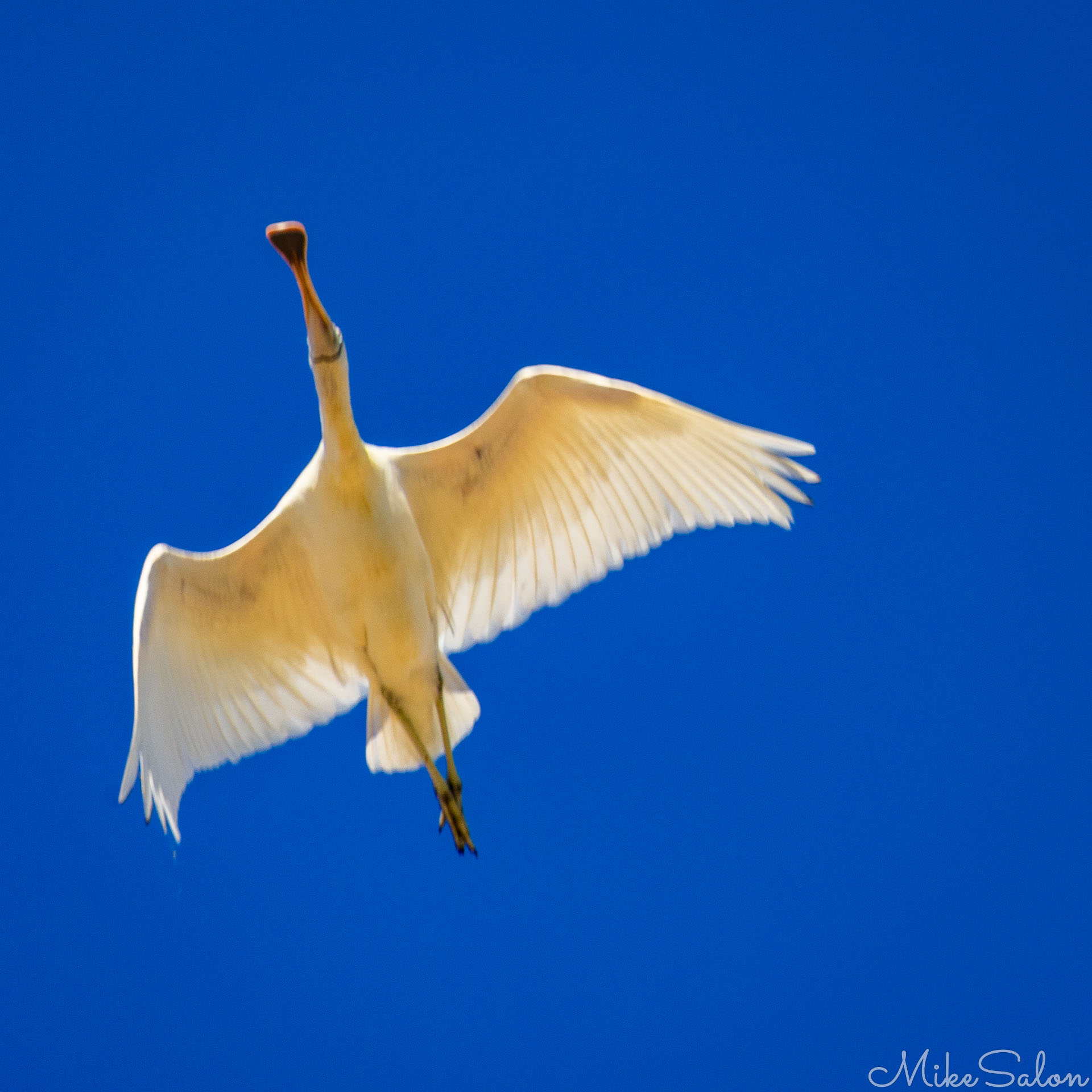 Royal Spoonbill in flight, blue sky behind, highlighting his glorious bill. [0544]