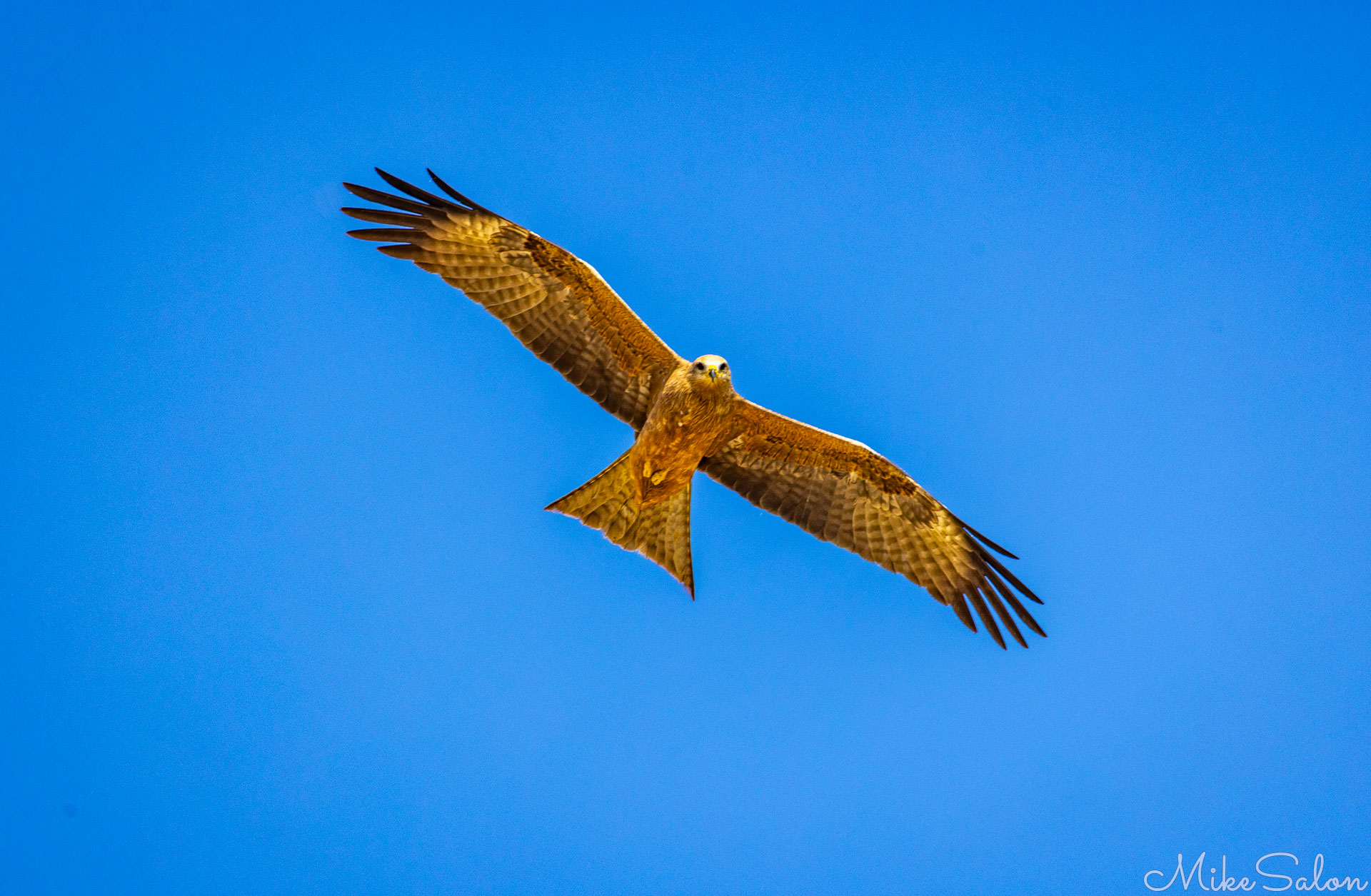 A Whistling Kite seen from below with great plumage detail, and a bright blue sky behind. [0553]
