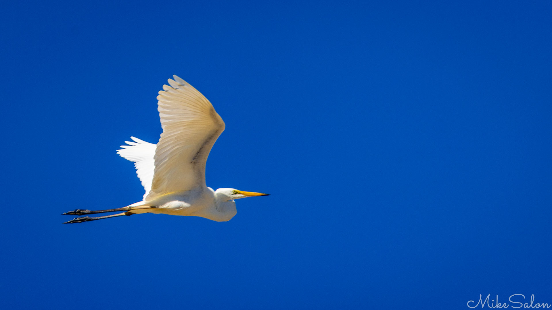 Retracted neck of a Great Heron in flight. [0557]