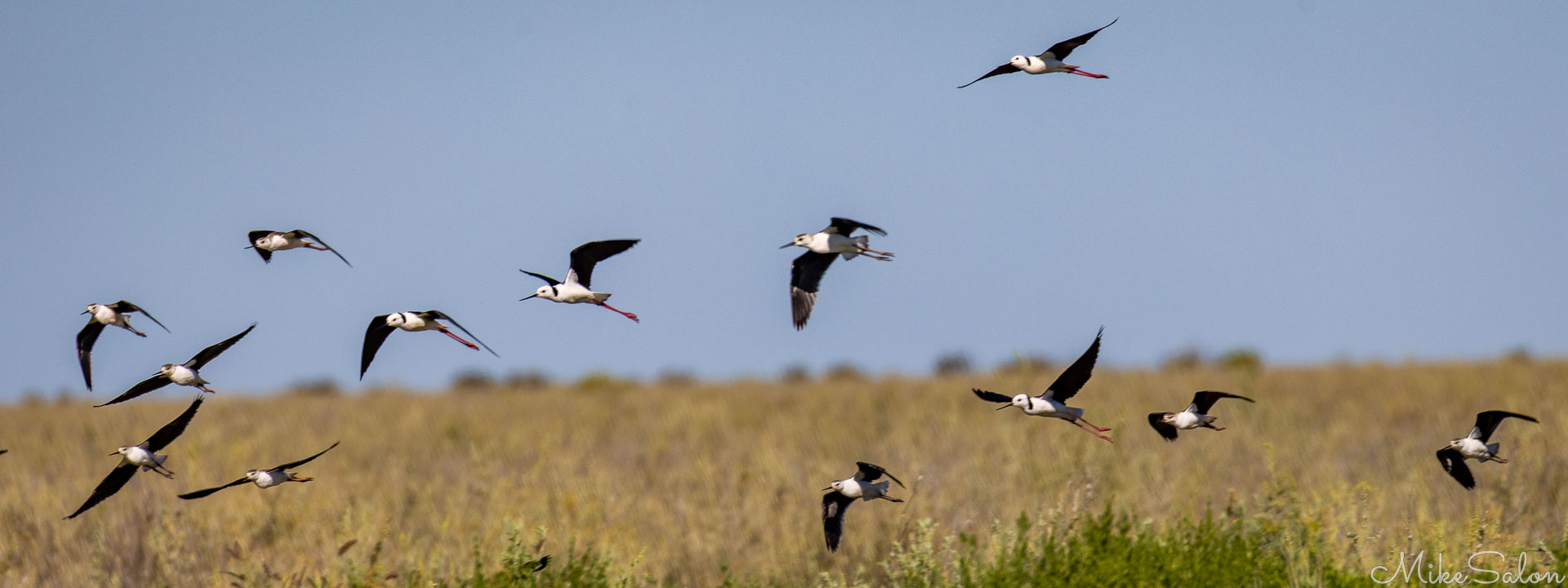Flock of Black‑winged Stilts flying over grassy floodplain with clear blue sky background. [0604]
