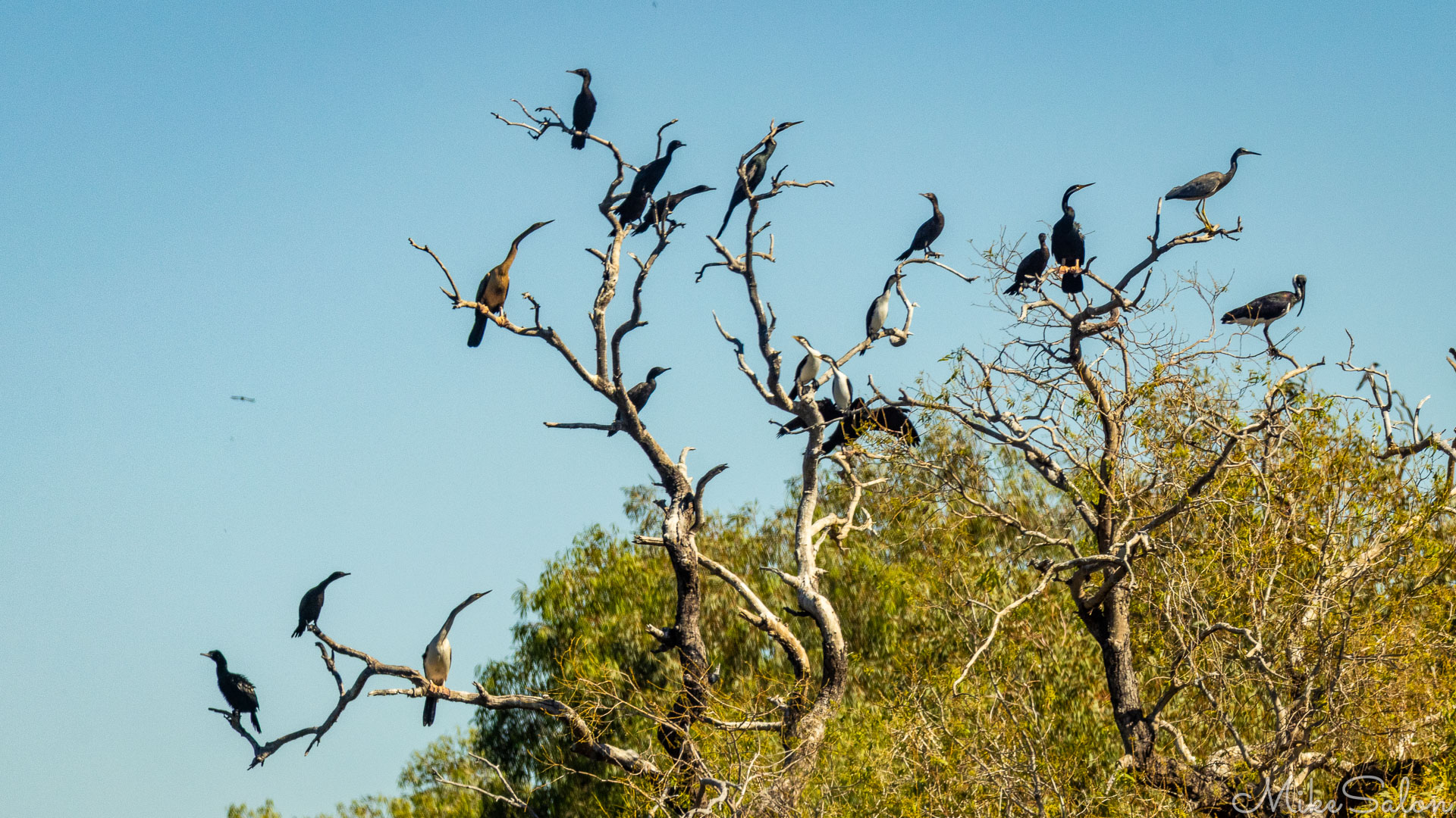 Group of cormorants and darters perched on bare floodplain trees against a blue sky. [0616]