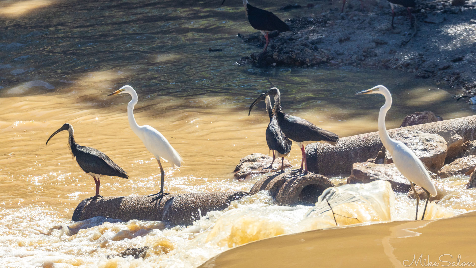Great Egrets and Glossy Ibises standing on concrete pipes beside muddy flowing water at Bedourie crossing. [0627]