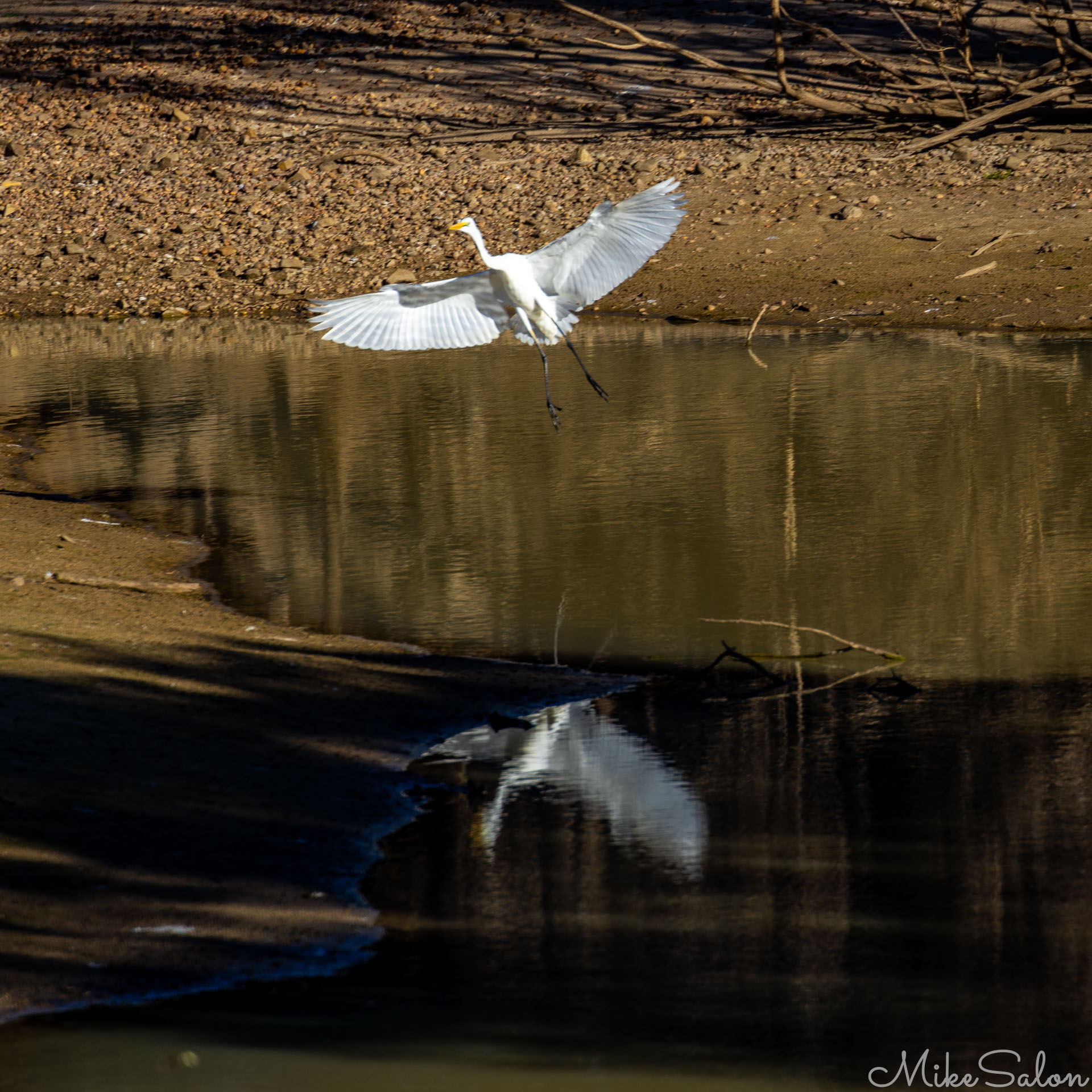 Great Egret in mid‑flight above a calm waterhole, wings spread wide and mirrored perfectly in the surface below. [8699]