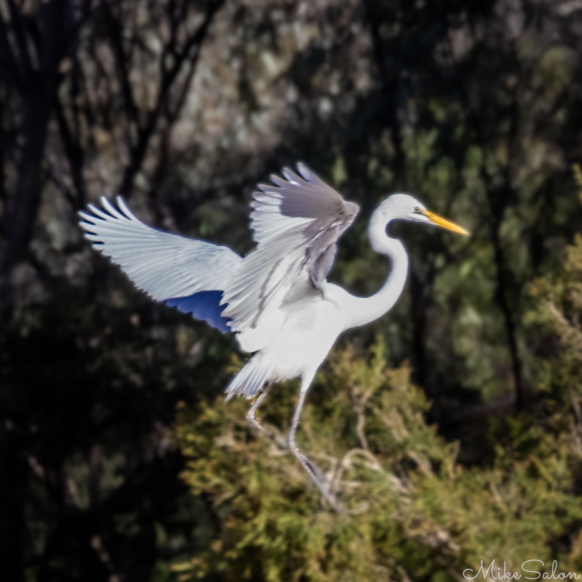 Great Egret settling down in a tree. [8861]