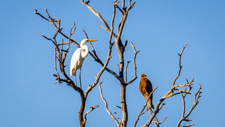 A Great Egret and a Whistling Kite share the bare branches of a riverside tree near Birdsville. Each hunts in its own way — one for fish, the other for carrion — yet both find the same vantage point useful. A brief truce in the endless search for food beneath the inland sky. [9805]