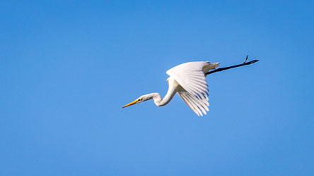A Great Egret arcs through the clear morning sky, its white wings glowing against the blue. A stray twig trails from its feet — a fleeting reminder of the wetlands below, where each take‑off leaves a trace of the world it rises from. [9918]