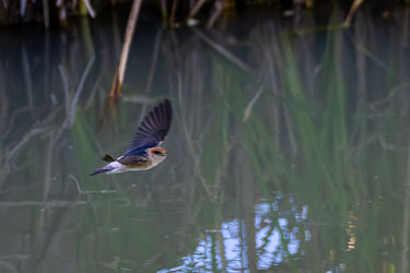 A Fairy Martin near the Diamantina River bridge at Birdsville, one of thousands weaving through the air in a blur of wings and reflected light. They use mud to build bottle‑shaped nests under bridges and overhangs, filling the outback sky with their never-ending swift, looping grace.  They are swallows by family, martins by name, and acrobats by nature.[0045]
