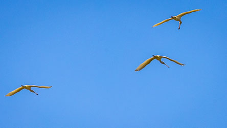 Three Royal Spoonbills glide across the blue sky near Birdsville, their spoon‑shaped bills and outstretched wings catching the morning light. These elegant waders follow the inland waters wherever they spread. [0181].