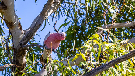 A Galah pauses high in a gumtree near Birdsville, its pink breast catching the morning light. These sociable cockatoos are a constant presence across inland Australia, their chatter and colour and sometimes idiotic behaviour brightening even the quietest corners of the bush. [0316]