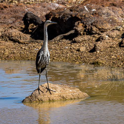 Typically solitary, this is a White-necked Heron, apparently juvenile because of his spotted neck. [0528]
