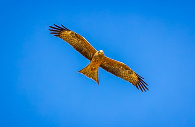 Seen in beautiful detail, this is a Whistling Kite. He's an opportunistic hunter/scavenger, feeding on carrion, small mammals, fish, and even insects, and me by the look of him. [0533]