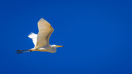 Herons and egrets always retract their necks while flying, unlike cranes or ibises, which keep them extended. The bend shortens the centre of gravity and reduces drag, making their flight smoother and more energy‑efficient. [0557]