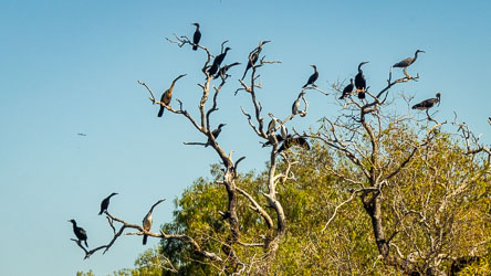 A mixed gathering of waterbirds — mostly Little Black Cormorants and a few Australasian Darters — perched on the skeletal branches above a Channel Country wetland near Bedourie. Their silhouettes against the clear sky capture a calm pause between feeding flights. [0616]