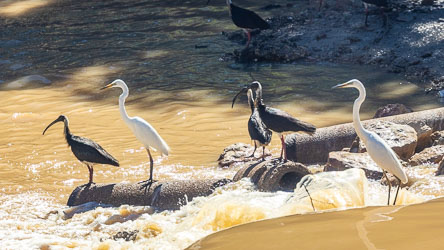 Great Egrets and Glossy Ibises share the concrete spillway of a flood‑channel near Bedourie. Drawn by the turbulence and sediment‑rich flow, they wait for small fish and aquatic insects stirred up by the current — a vivid glimpse of opportunistic feeding in the Channel Country’s post‑rain surge. [0627]