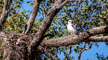 A Black‑shouldered Kite perches watchfully beside its stick nest in a eucalypt near Bedourie.. These small raptors often reuse old nests, scanning the open country for mice and grasshoppers from their elevated vantage points.