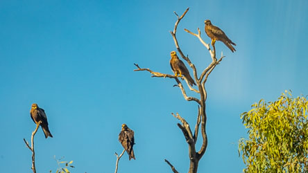 Four Black Kites perch companionably on a dead tree near Bedourie, scanning the air for insects and carrion. Though raptors are often solitary, kites are unusually gregarious — they roost, feed, and even soar in loose flocks, drawn together by the thermals and the promise of easy pickings. [0663]