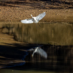Great Egret lifting from a quiet waterhole, its reflection echoing the grace of flight. [8699]