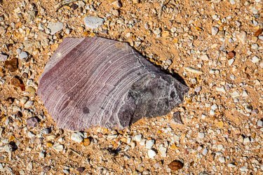 A pretty stone in the rocky ground, it reminded us of Uluru from the air. A geologist said that it looks like banded or laminated sandstone, possibly silicified siltstone or iron‑rich quartzite. The purple‑red colour comes from hematite (iron oxide) staining, and the fine, parallel lines are sedimentary layers laid down in ancient river or lake beds. There you go. [1039]