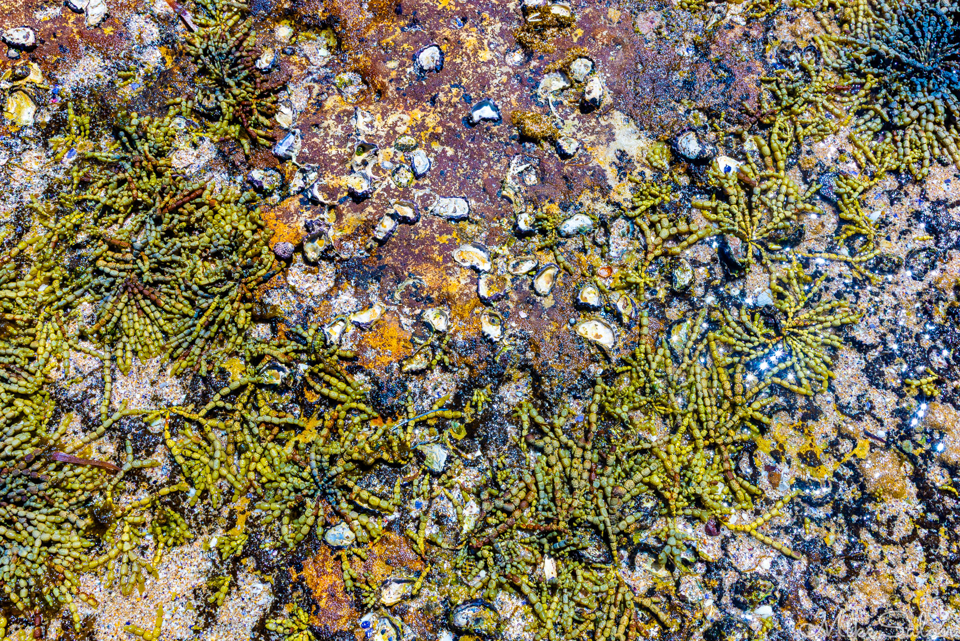 Oysters and Neptune's Necklace weeds on a rock platform. [6473]