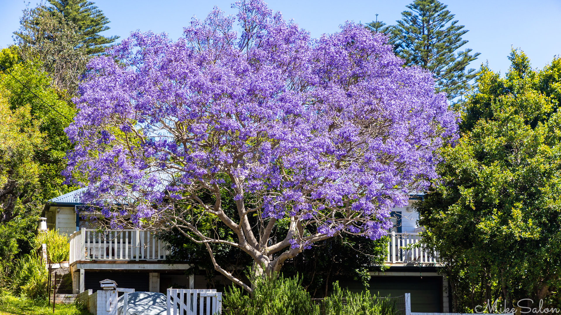 Magnificent jacaranda tree in front of a house in Bundeena. [6485]