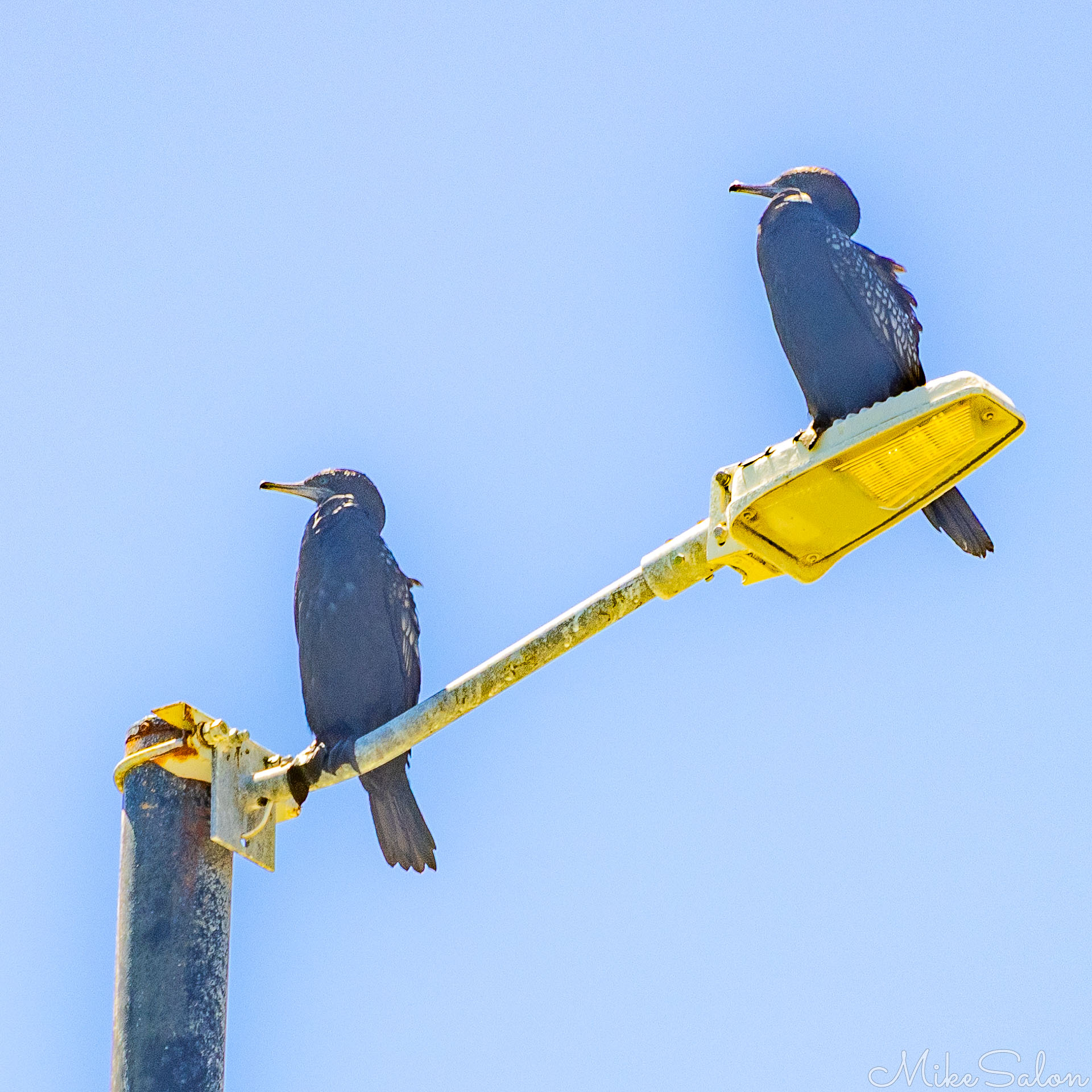 Two Little Black Cormorants in a lightpole at Bundeena Wharf. [6442]