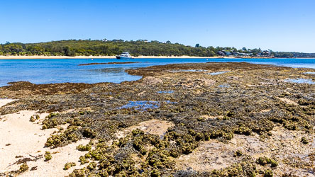 Jibbon Beach and its rocky, weedy edge. [6471]