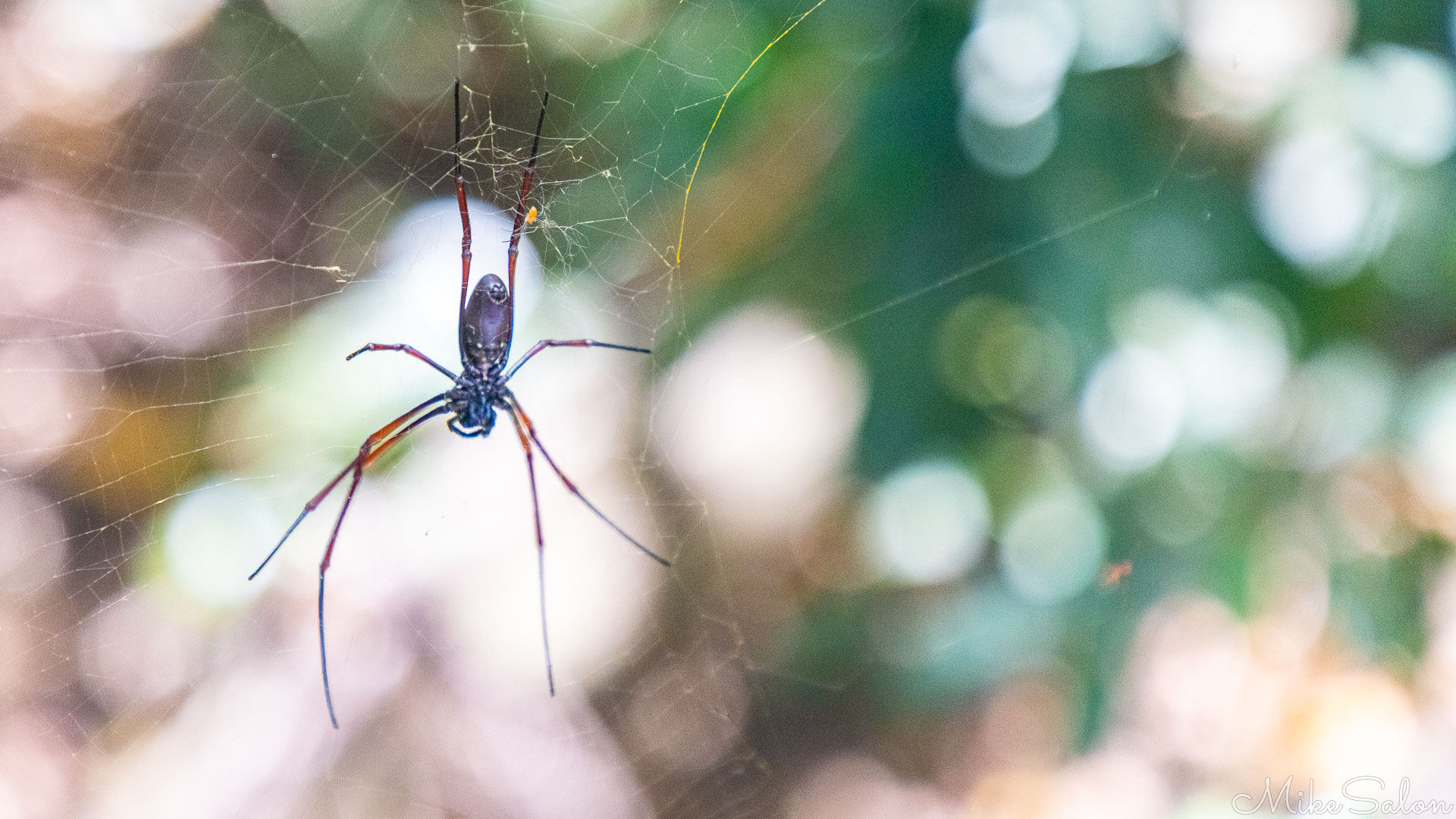 Golden Silk Orb-Weaver in its web. [9773]