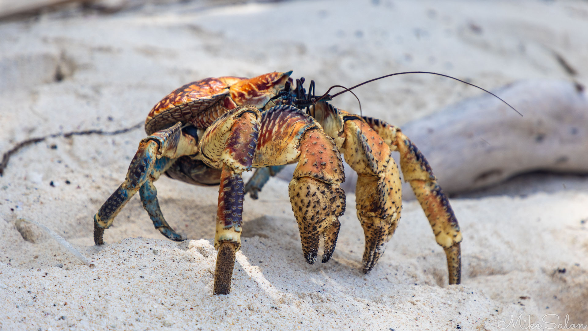 Robber Crab on the hunt for food, on Dolly Beach. [9936]