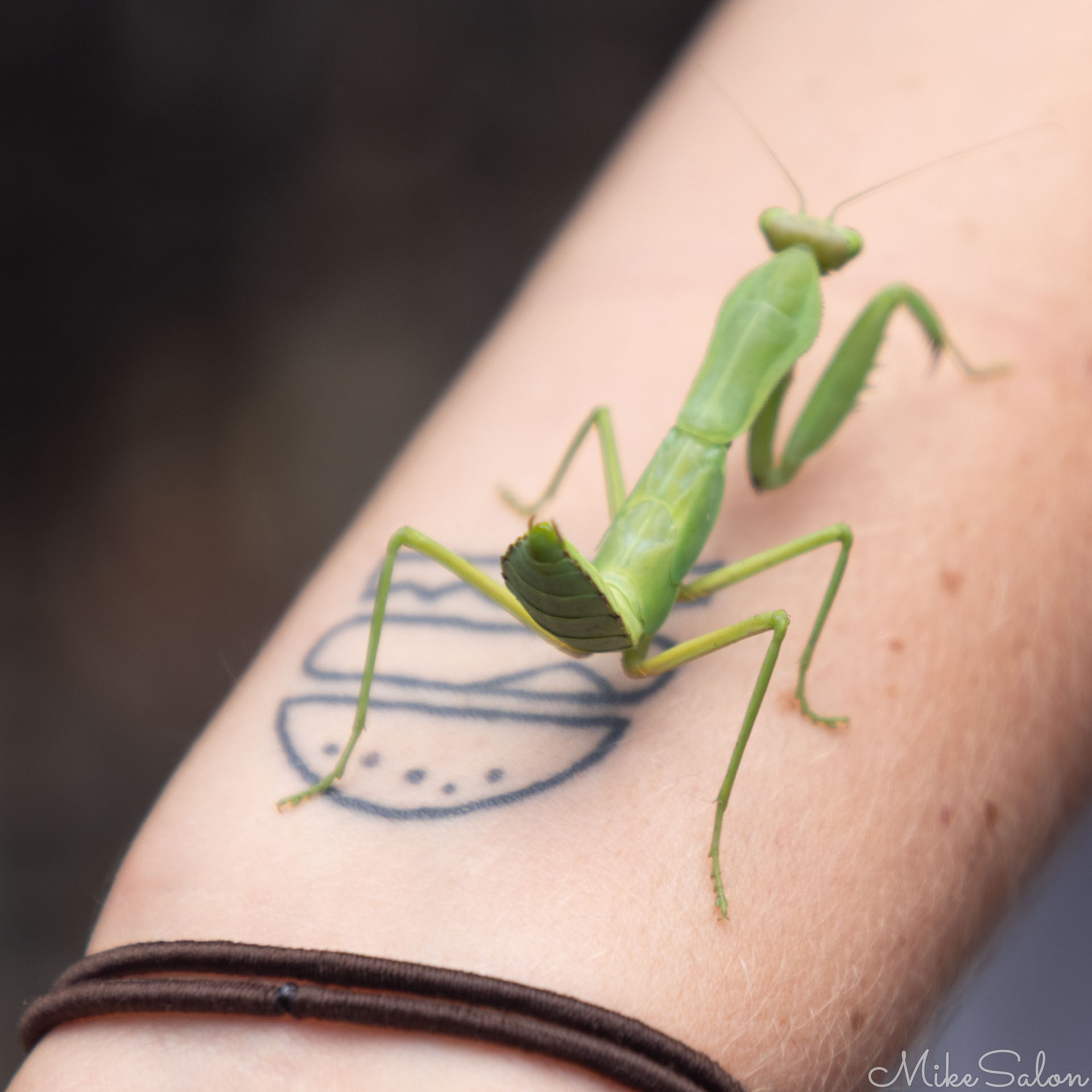 Praying Mantis on guide's arm. [9833]