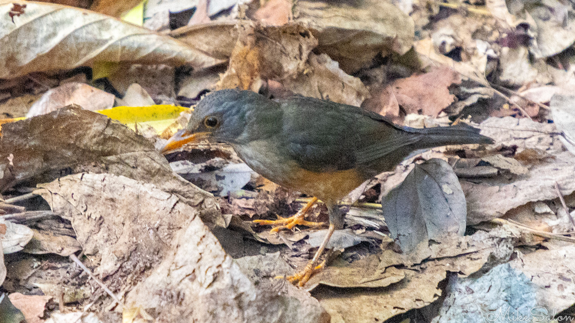 Christmas Island Thrush seen in the leaf litter on the ground. [9747]