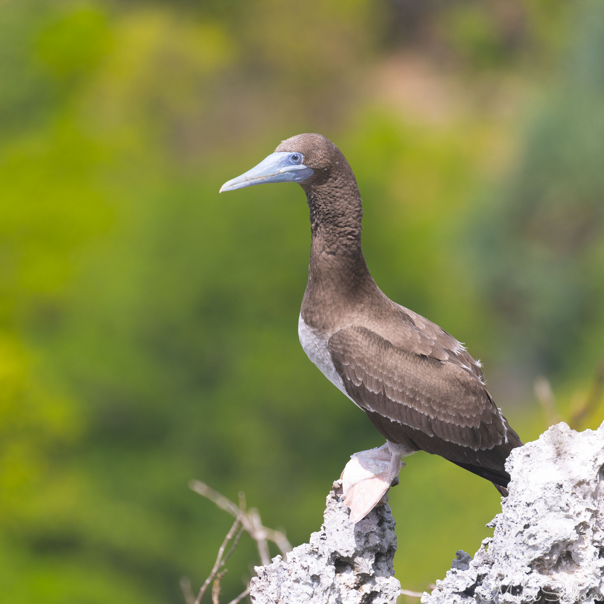 Brown Booby on a rock, showing its blue beak and yellow feet. [9783]