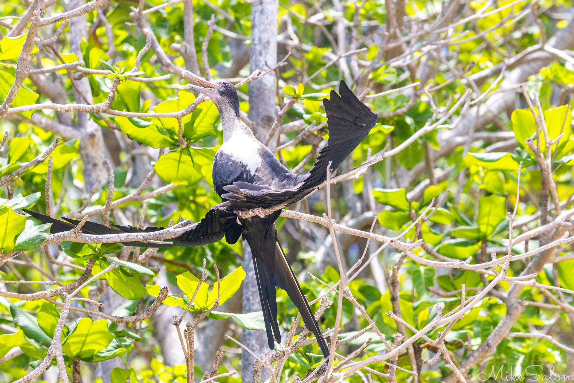Christmas Island Frigatebird in a tree showing wing-spreading. [0160]