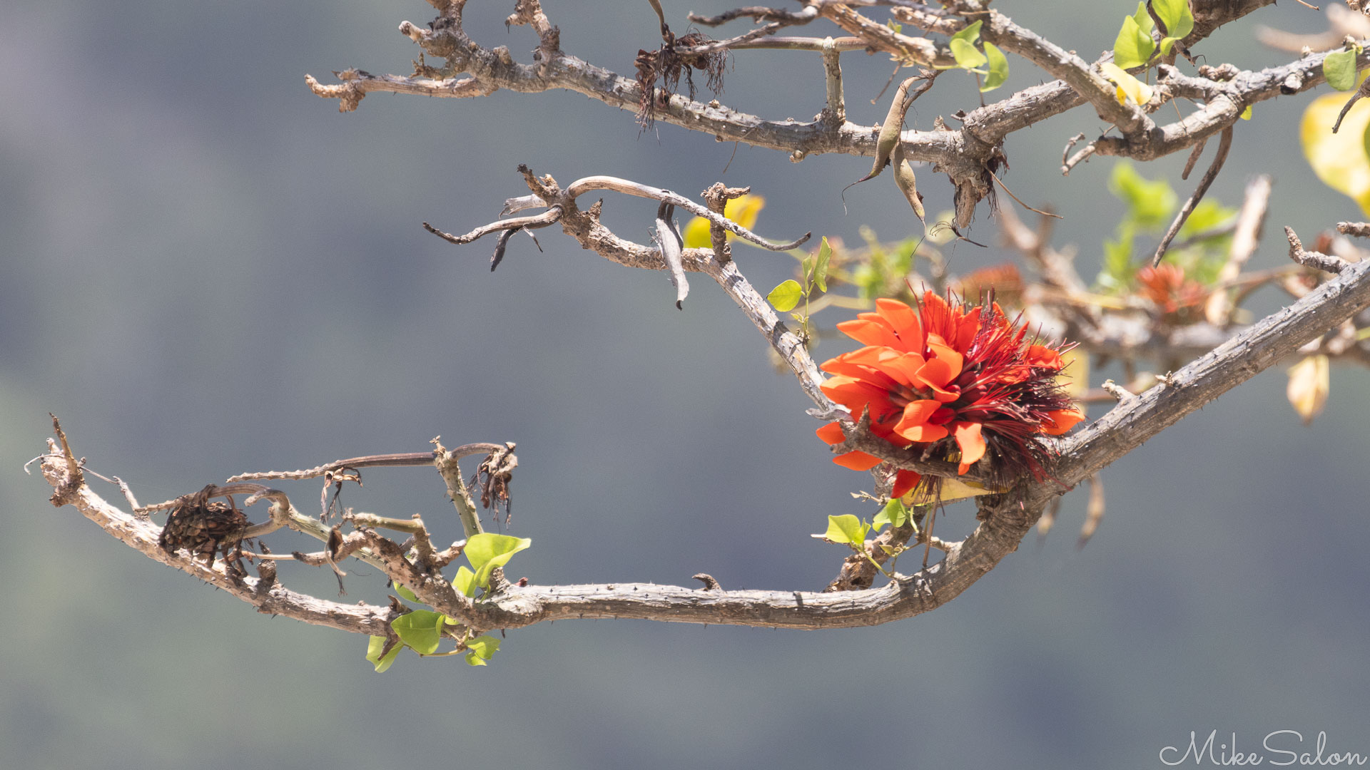 Bright red Indian Coral Tree flower. [0060]