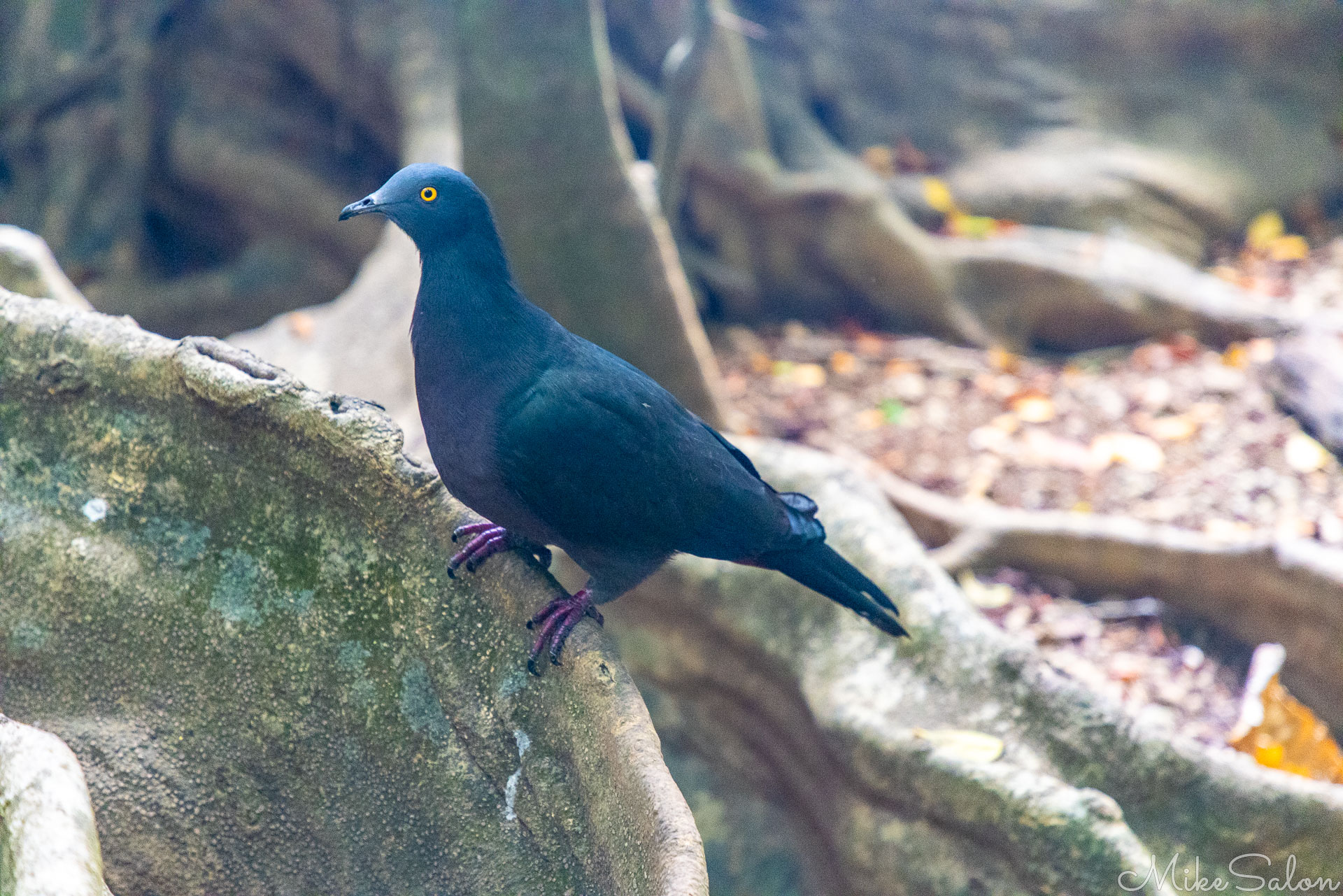 Endemic Christmas Island Imperial Pigeon. [9888]